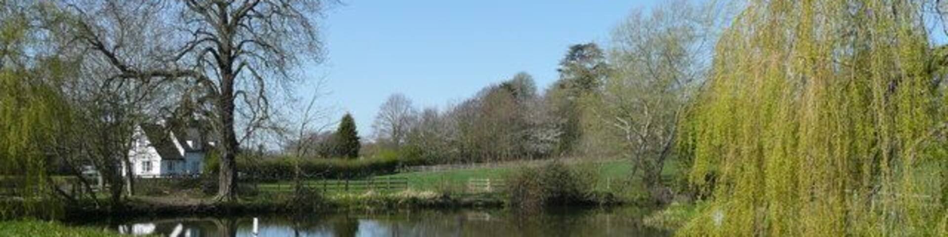 Pond at Willian View west from near The Fox, on a fine spring morning.