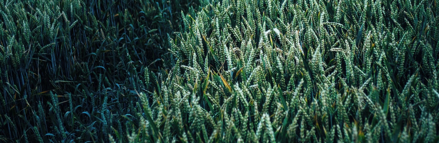 Willian, Letchworth Garden City, United Kingdom