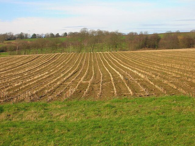 Field of Stalks near Halland Park Farm Looking back towards Halland, the trees to the right hide the pond in the next grid square. The building on the hill is Hartfield Farm.