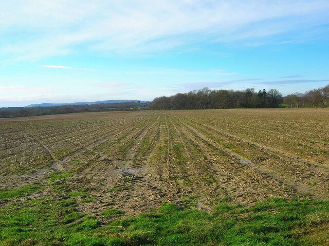 Looking Towards Bog Shaw Taken from the footpath that links Halland with Rowlands Wood. The South Downs can be seen in the background.