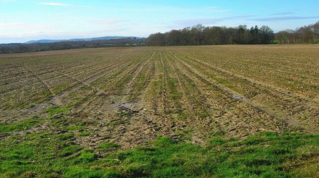 Looking Towards Bog Shaw Taken from the footpath that links Halland with Rowlands Wood. The South Downs can be seen in the background.