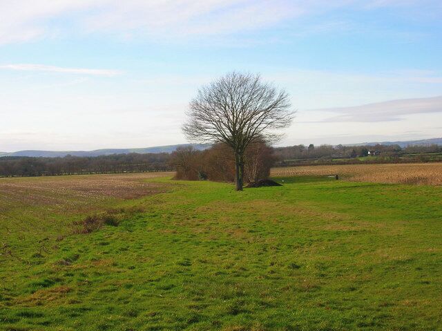 A grassy field with a solitary tree and distant hills.