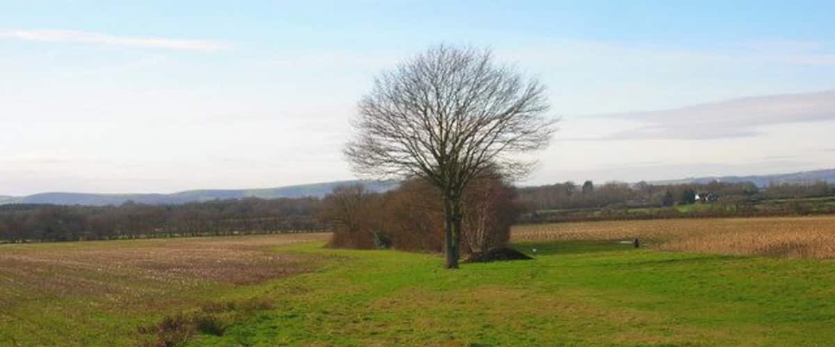 A grassy field with a solitary tree and distant hills.