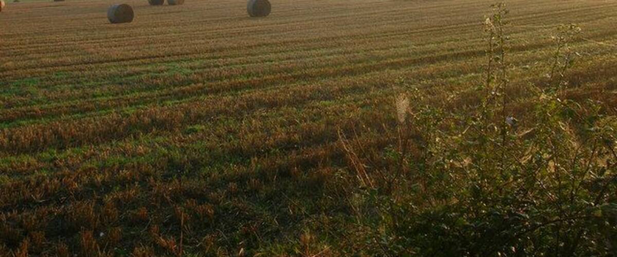 Loover Barn On the left hand side of the image partially obscured by the incoming mist which would blanket this part of the Low Weald for the next few hours.