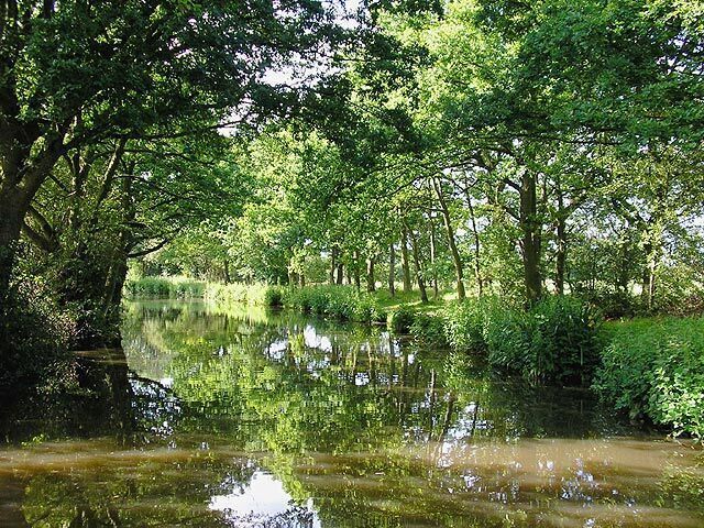 A serene pond surrounded by lush green trees and bushes.