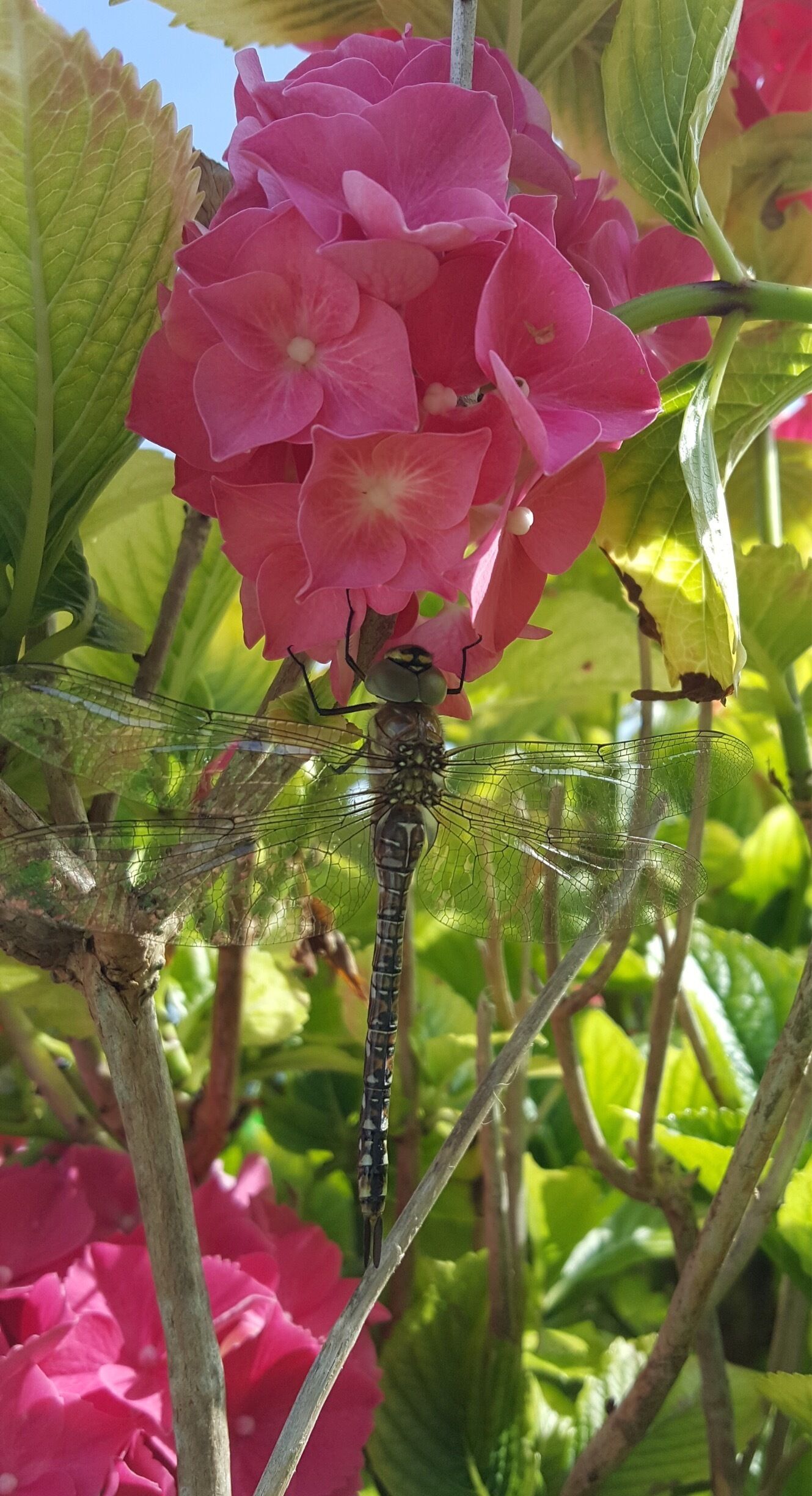 An unexpected visitor to my garden. 