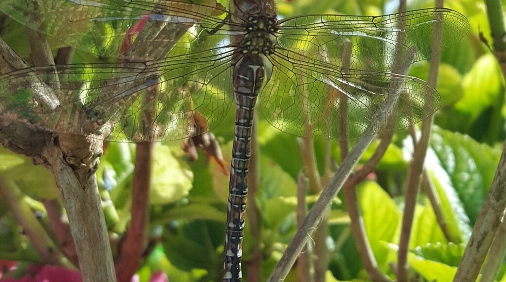 An unexpected visitor to my garden.