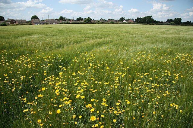 Bassingham barley Barley off Torgate Lane near Bassingham