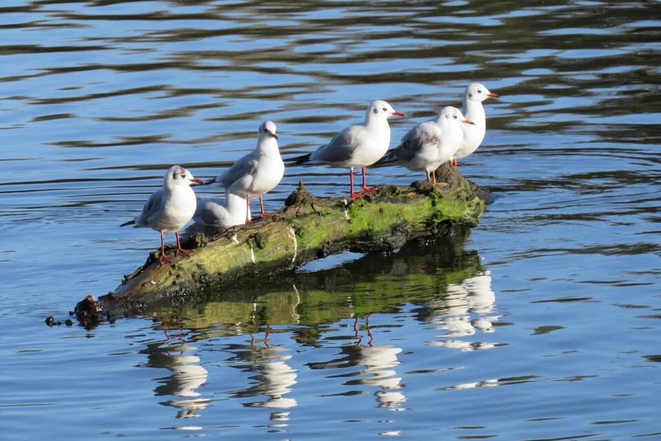 Cinq mouettes étaient perchées sur une bûche recouverte de mousse, au bord d’une étendue d’eau.