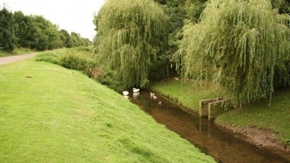 A grassy area with a small stream, willow trees, and a wooden bridge.
