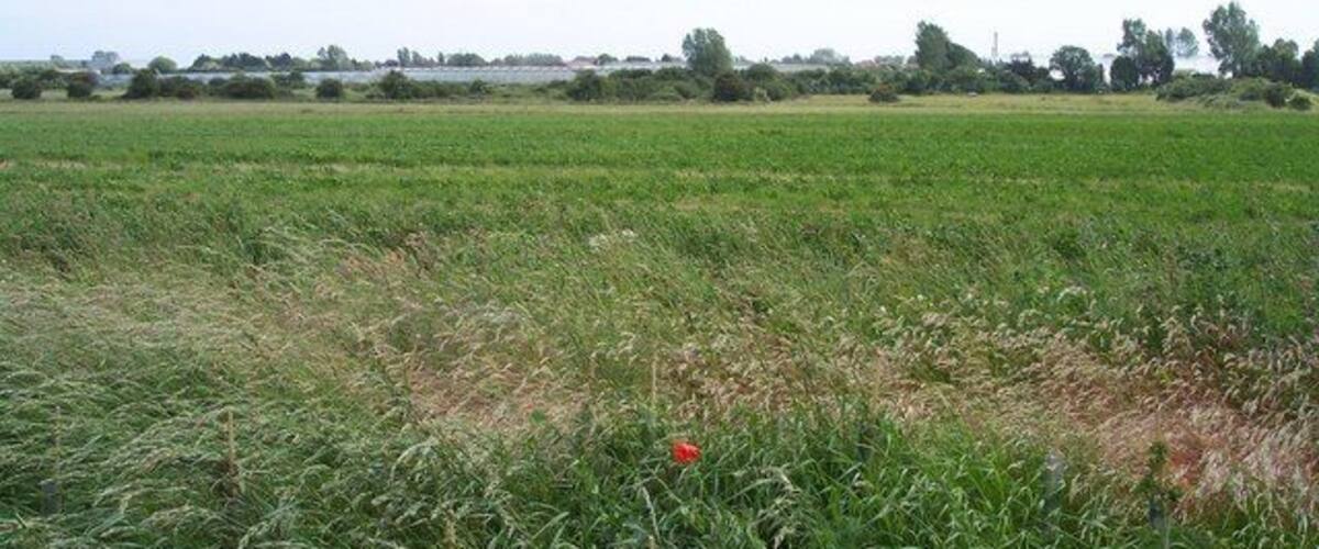 A vast open field with a small red flower in the foreground.
