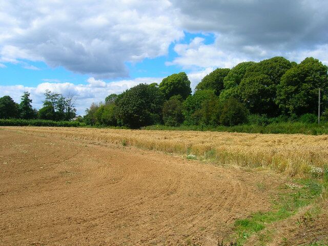 Field, Roundstone Farm The farm is a pick your own establishment and appears to operate where strips of the same field is used for growing different produce. Here a small section of wheat abutts Ecclesden Lane to the north and the A280 to the West. Taken from the footpath that links Ecclesden Lane to the A259.