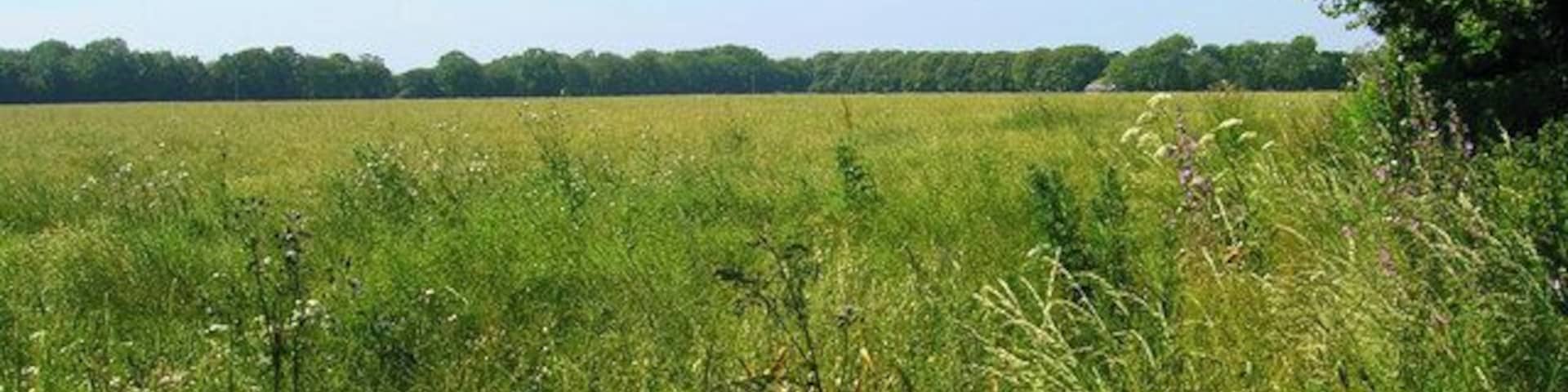 Looking towards Hobb's New Barn. Taken from the track that leads to Cudlow Barn, Hobb's New Barn can just be made out amongst the foliage at the far end of the field.