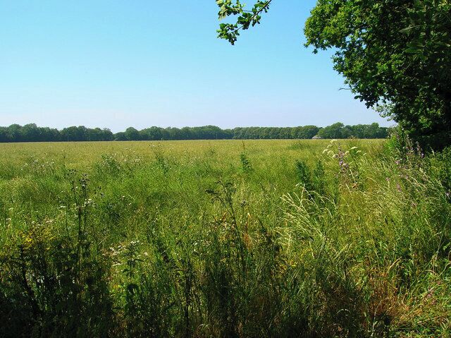 A grassy field with trees in the background.