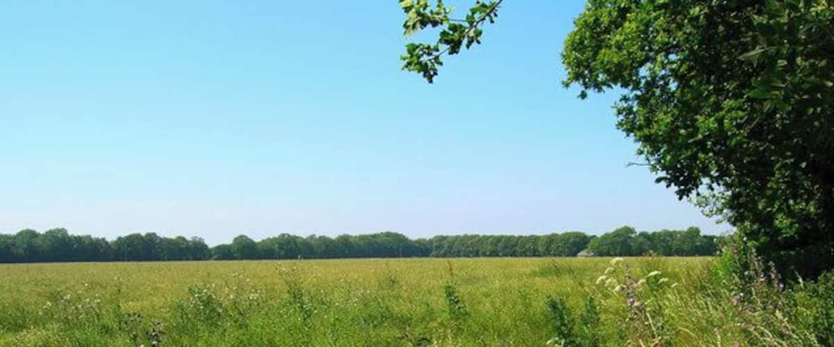 A grassy field with trees in the background.