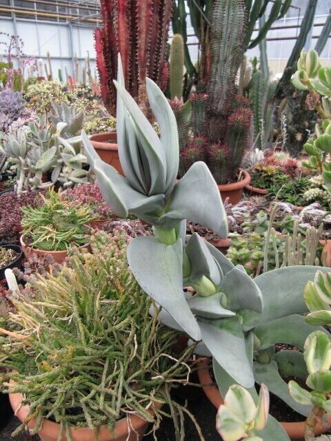 Diversas variedades de cactus y suculentas en macetas dentro de un invernadero.