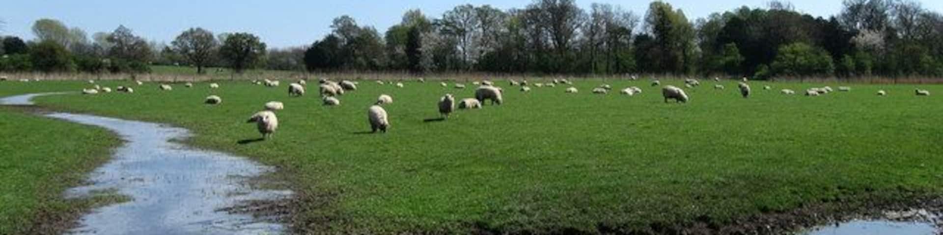 Sheep near Broomhurst Farm Taken from the footpath that links The Causeway with Lyminster and here the land drops as it nears the watermeadows of the River Arun, this field is protected by a small embankment that carries the footpath though the field is still prone to waterlogging.
