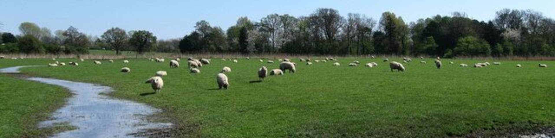 Sheep near Broomhurst Farm Taken from the footpath that links The Causeway with Lyminster and here the land drops as it nears the watermeadows of the River Arun, this field is protected by a small embankment that carries the footpath though the field is still prone to waterlogging.