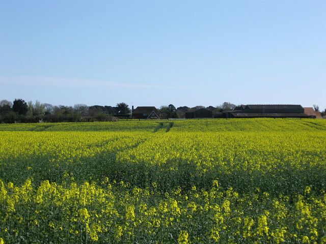 Old Place Farm Viewed from the north across a field of rape.