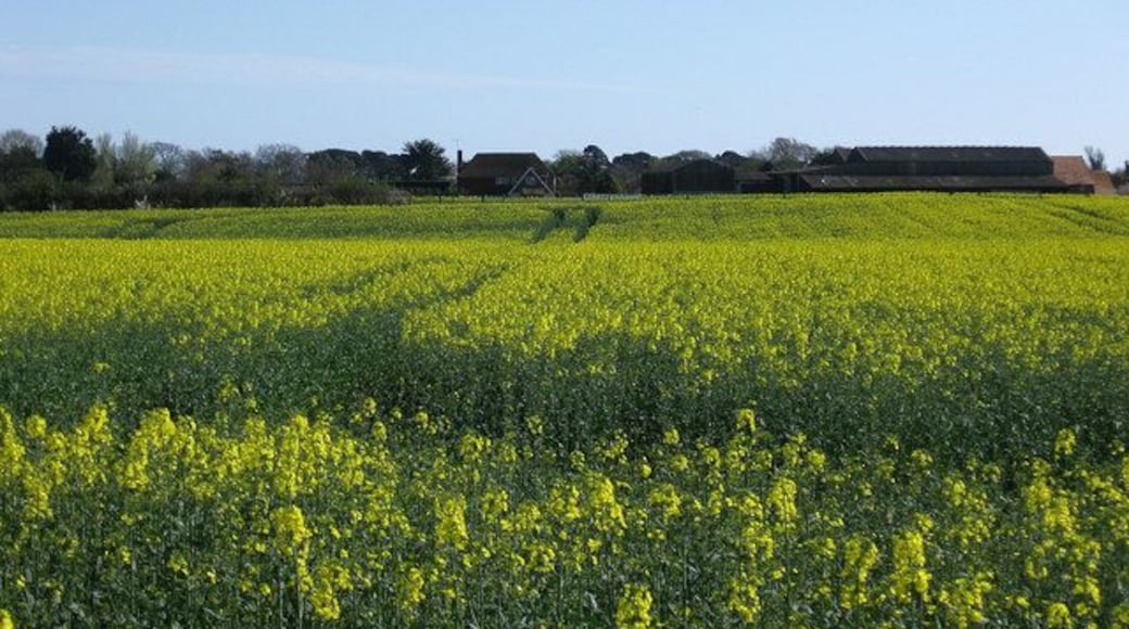 Old Place Farm Viewed from the north across a field of rape.