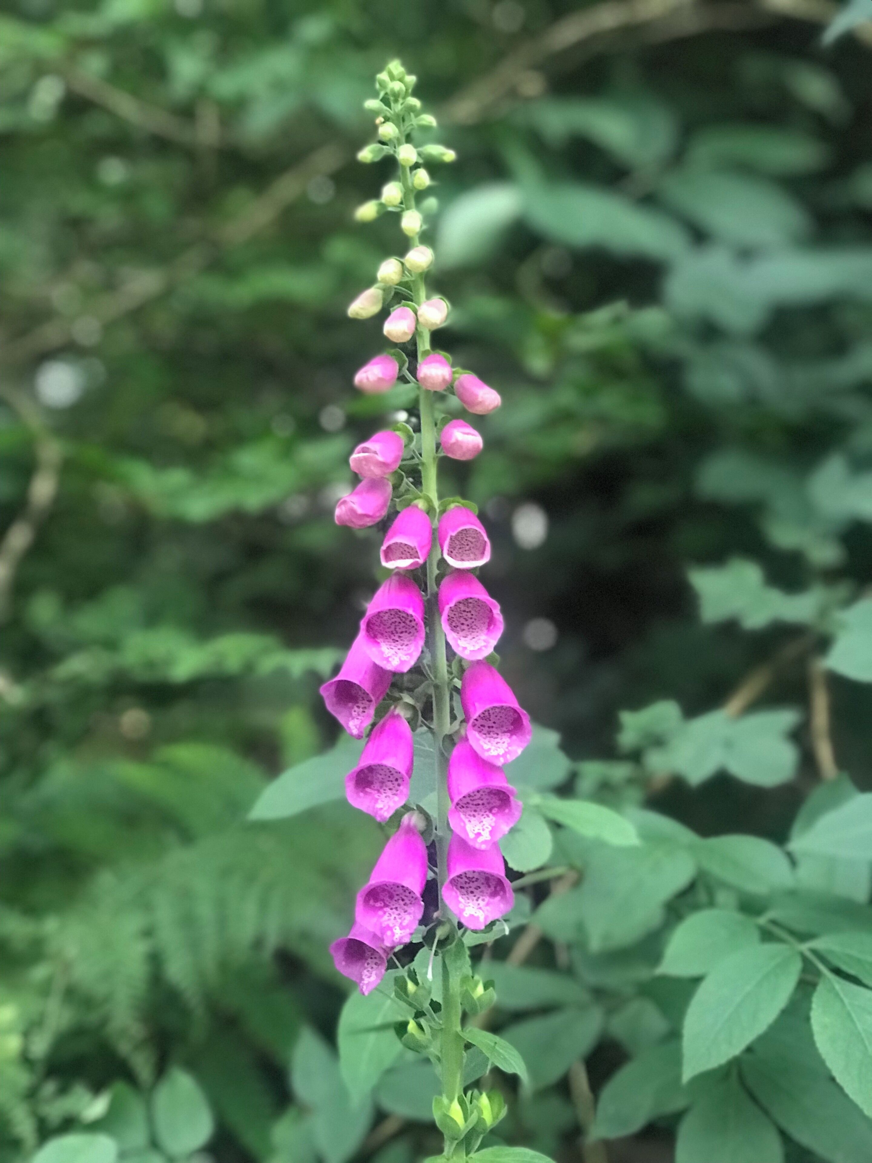 Wild Foxgloves.... beautifully colourful.....