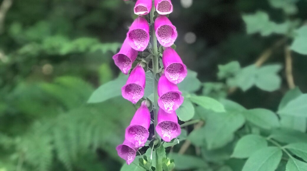 Wild Foxgloves.... beautifully colourful.....
