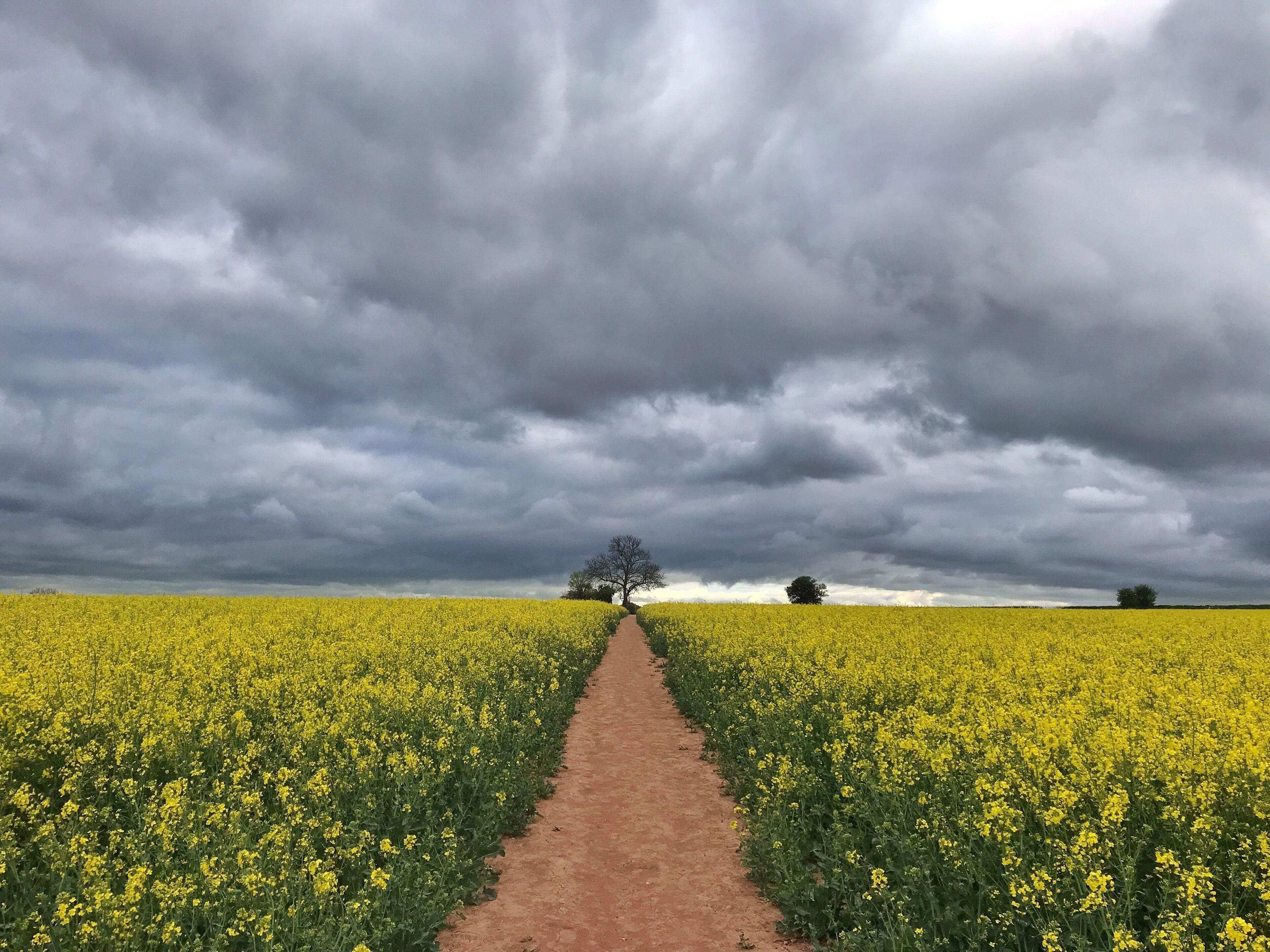 British spring and the Rapeseed farms