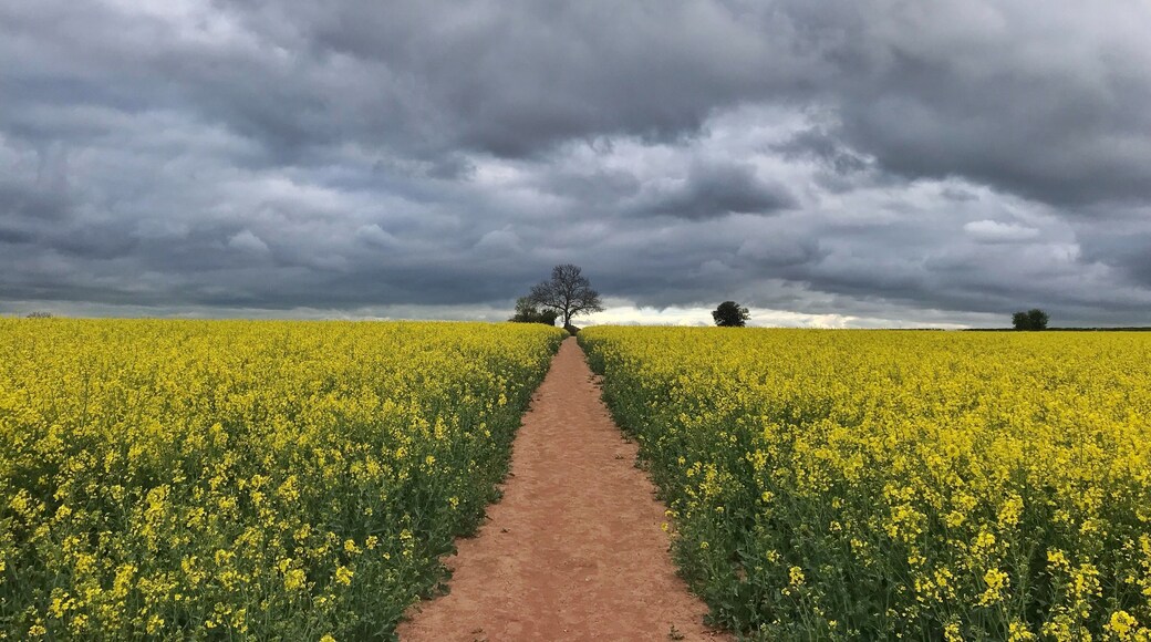 British spring and the Rapeseed farms