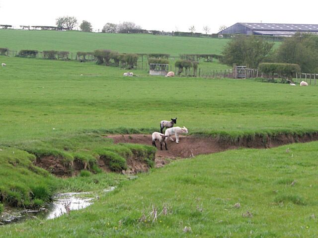 Farmland off Occupation Lane, Willoughby Lambs in Leicestershire, photographer in Nottinghamshire, the boundary follows the stream.