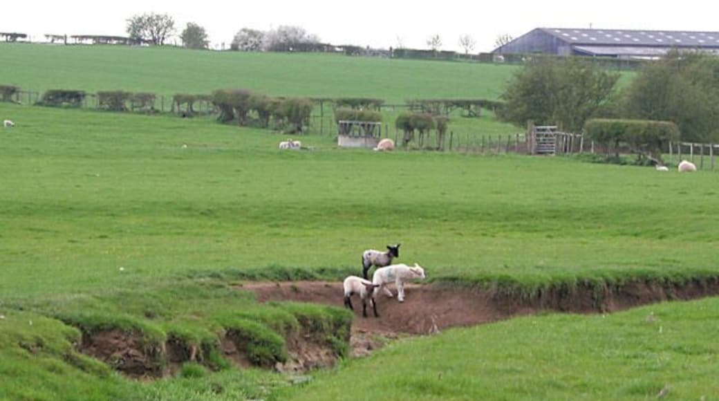 Farmland off Occupation Lane, Willoughby Lambs in Leicestershire, photographer in Nottinghamshire, the boundary follows the stream.