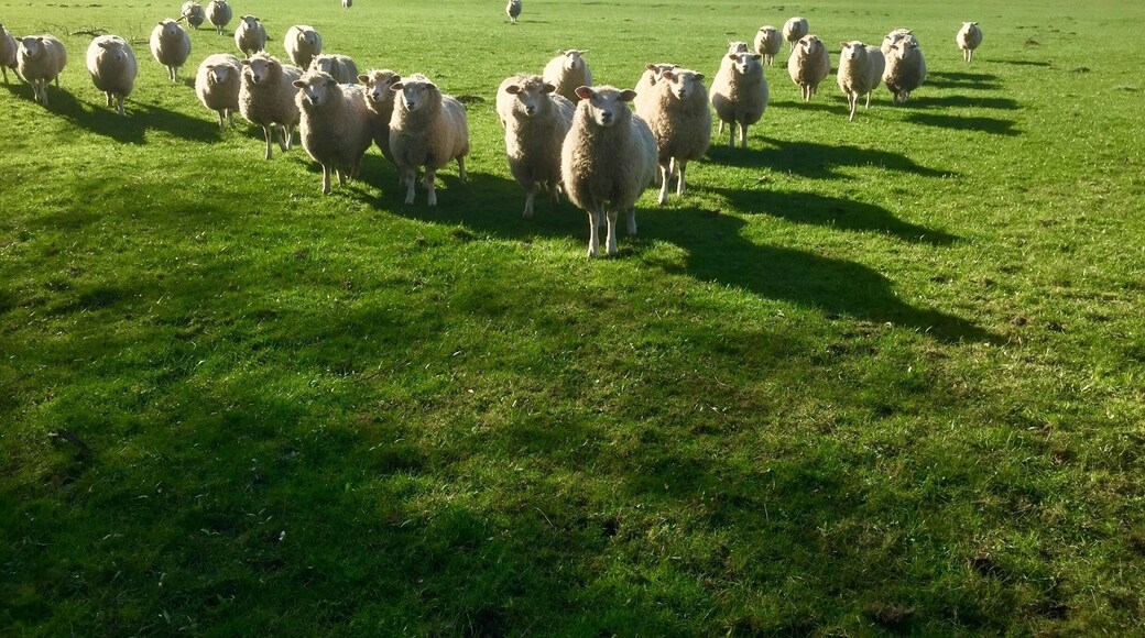 #SpringFun #Tealby #Sheep