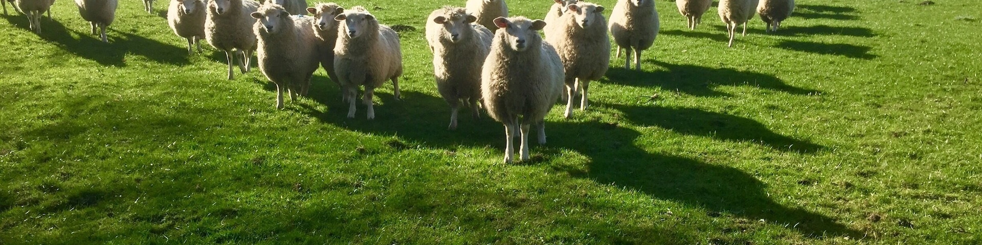 #SpringFun #Tealby #Sheep