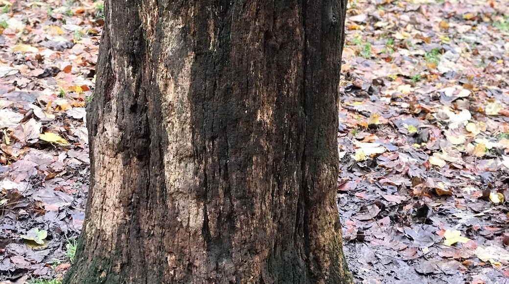 Robins -must be nearly Christmas!