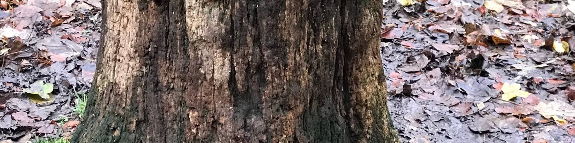 Un tocón de árbol en un bosque cubierto de hojas secas.