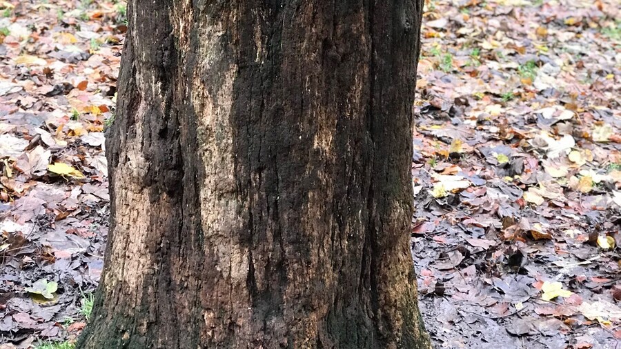 Robins -must be nearly Christmas!