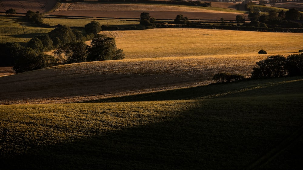 Rolling hills with fields and scattered trees.