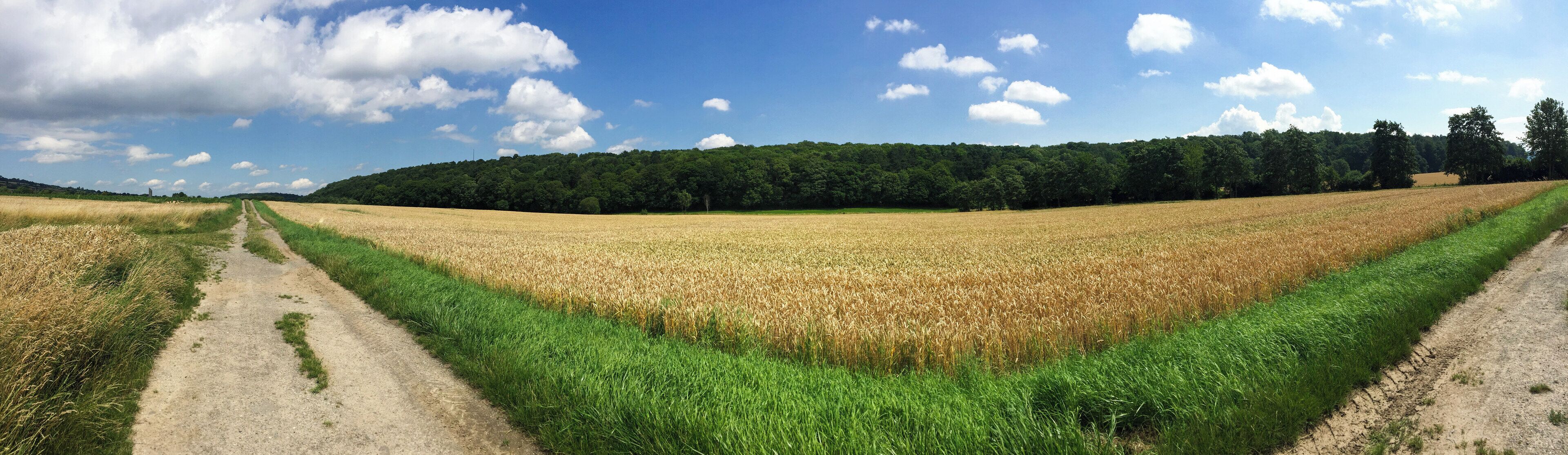 Blick auf den Steinberg