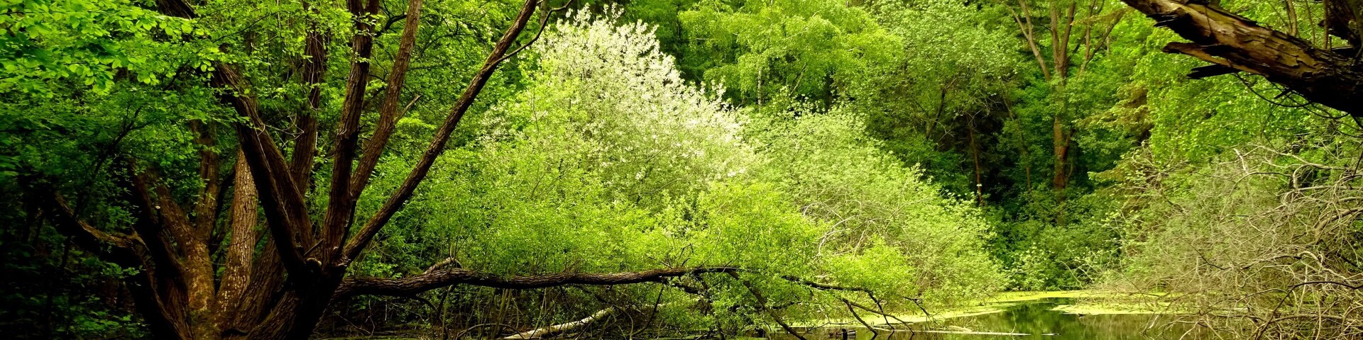 Protected landscape area Vorholzer Bergland LSG HI-S 00013, Lower Saxony
