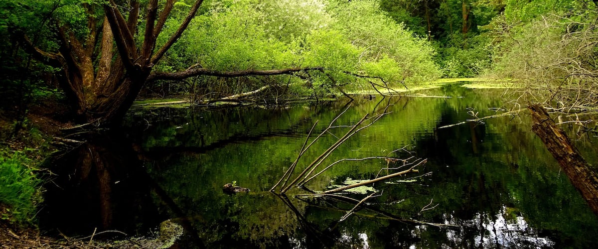 A serene forest with a calm pond, dense greenery, and a large tree trunk overhanging the water.