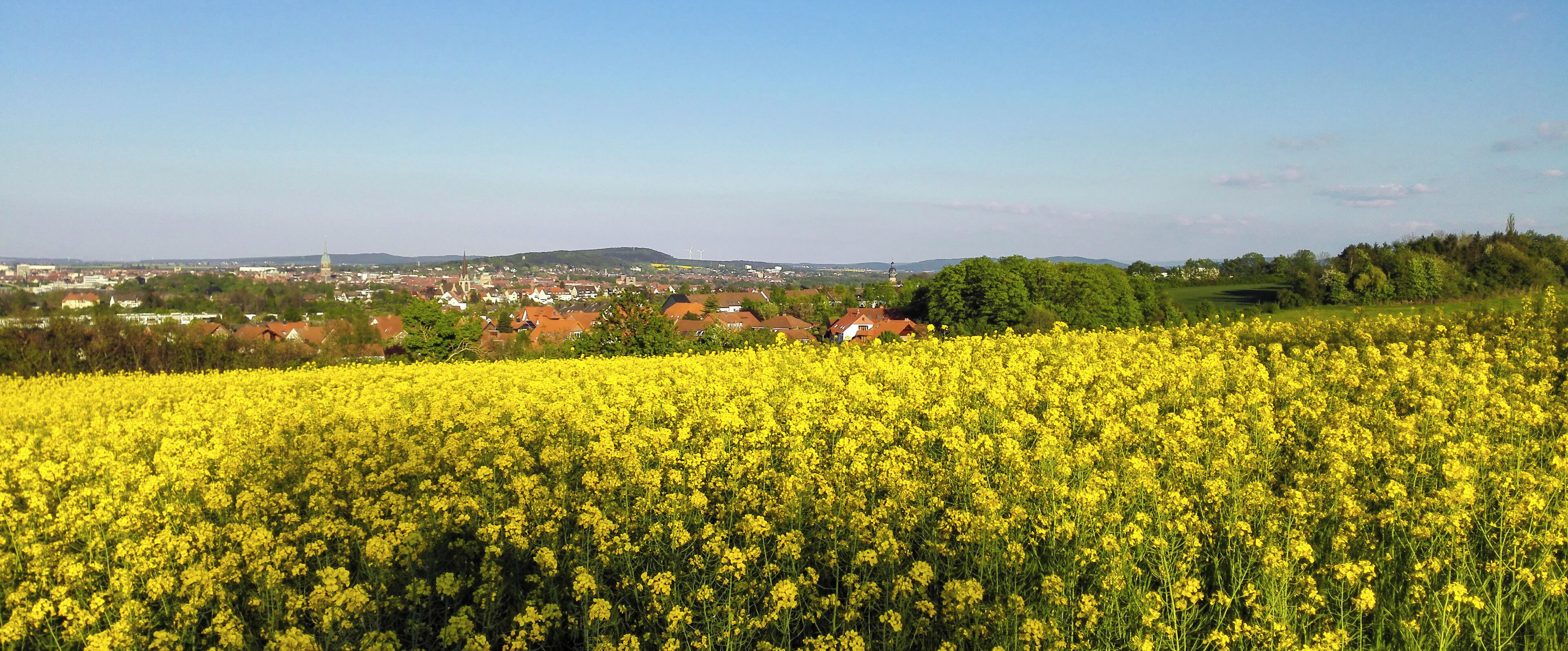 A field of yellow flowers, a town in the background, and a hill with a tower.