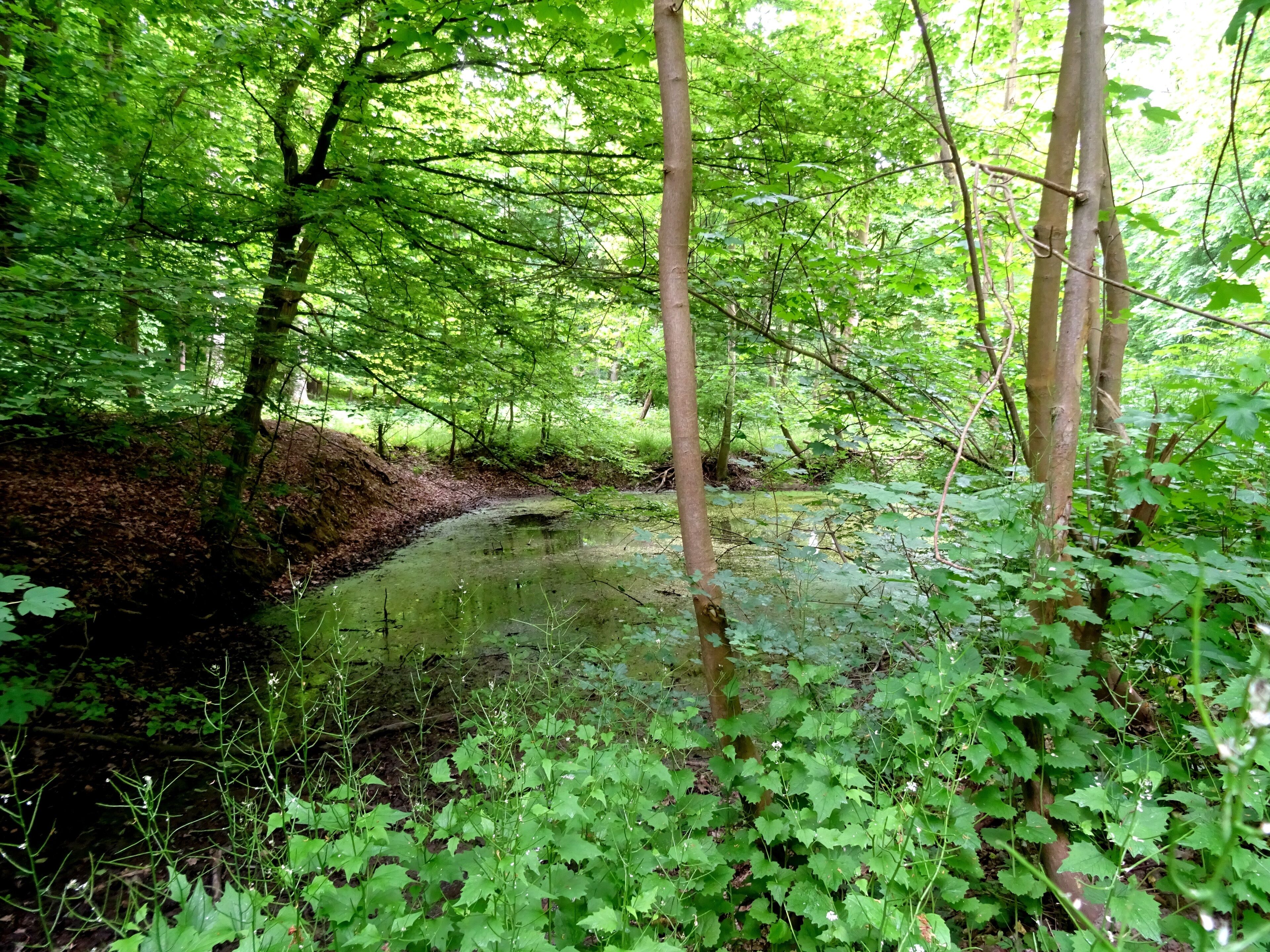 Protected landscape area Vorholzer Bergland LSG HI-S 00013, Lower Saxony