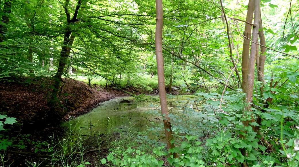 Protected landscape area Vorholzer Bergland LSG HI-S 00013, Lower Saxony
