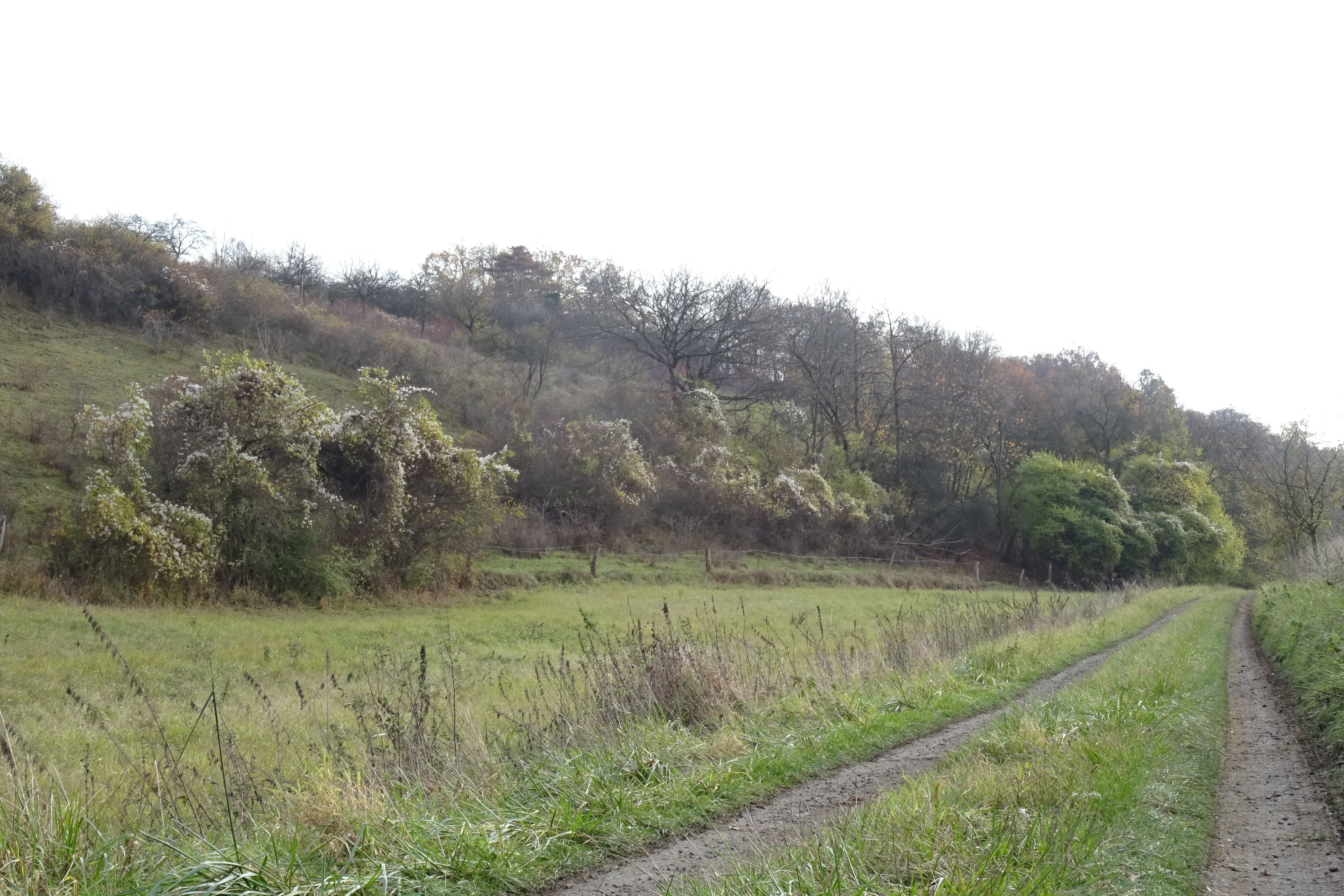 NSG HA 054 Gallberg - westlicher Teil