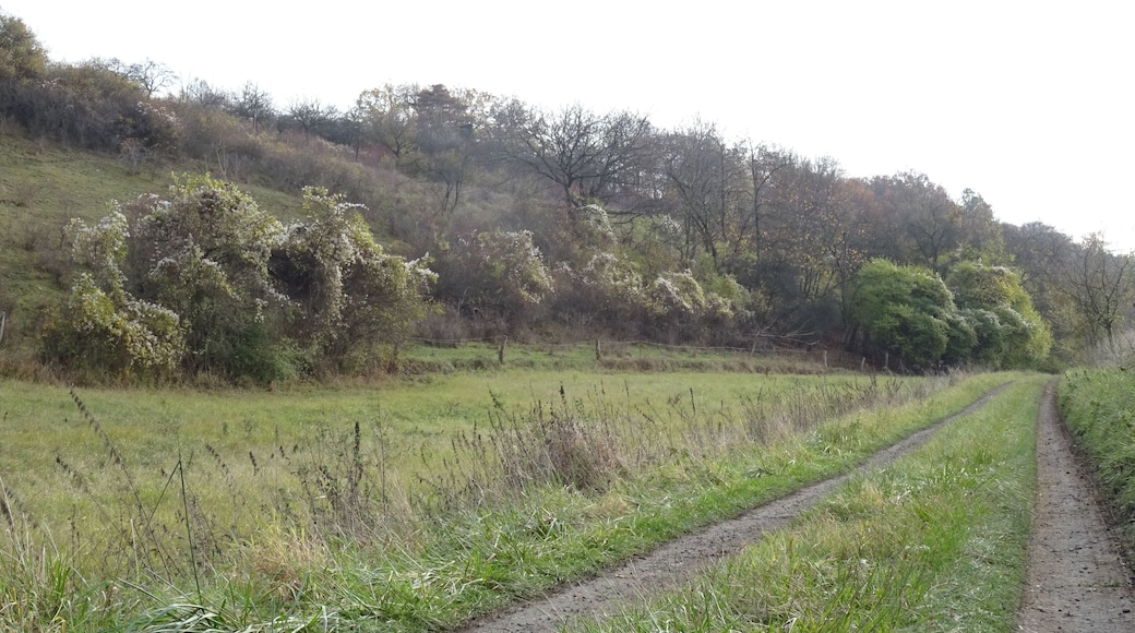 NSG HA 054 Gallberg - westlicher Teil