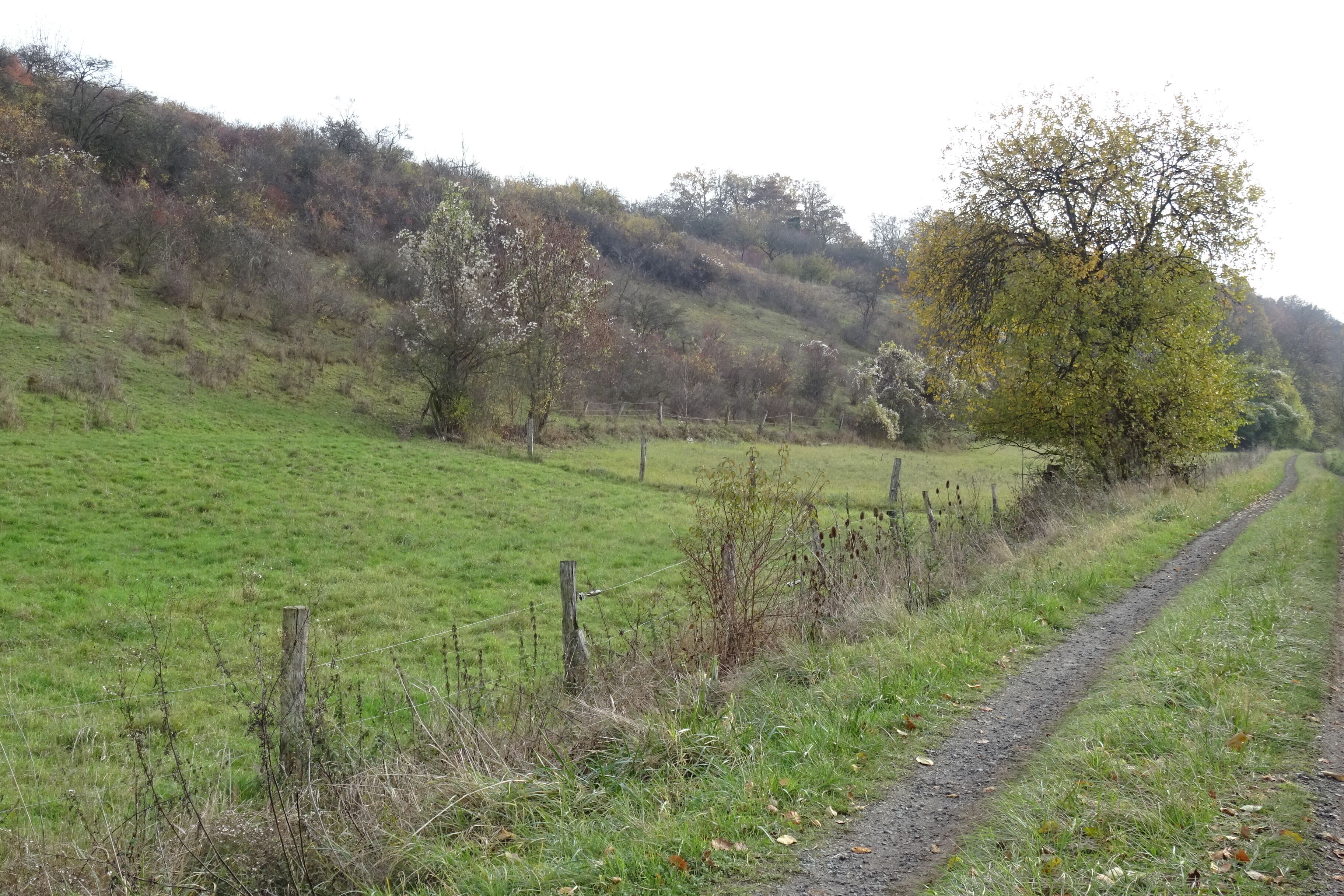 NSG HA 054 Gallberg - westlicher Teil
