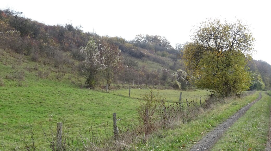 NSG HA 054 Gallberg - westlicher Teil