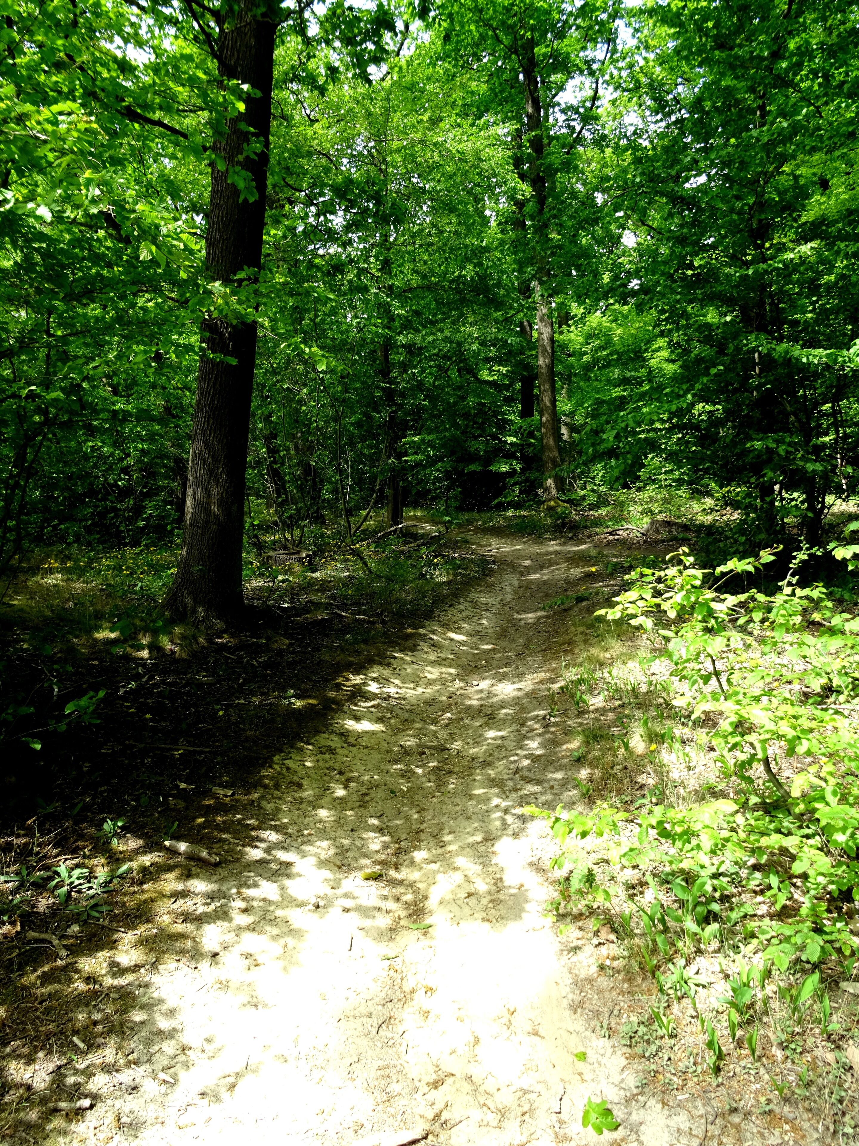 Protected landscape area Vorholzer Bergland LSG HI-S 00013, Lower Saxony