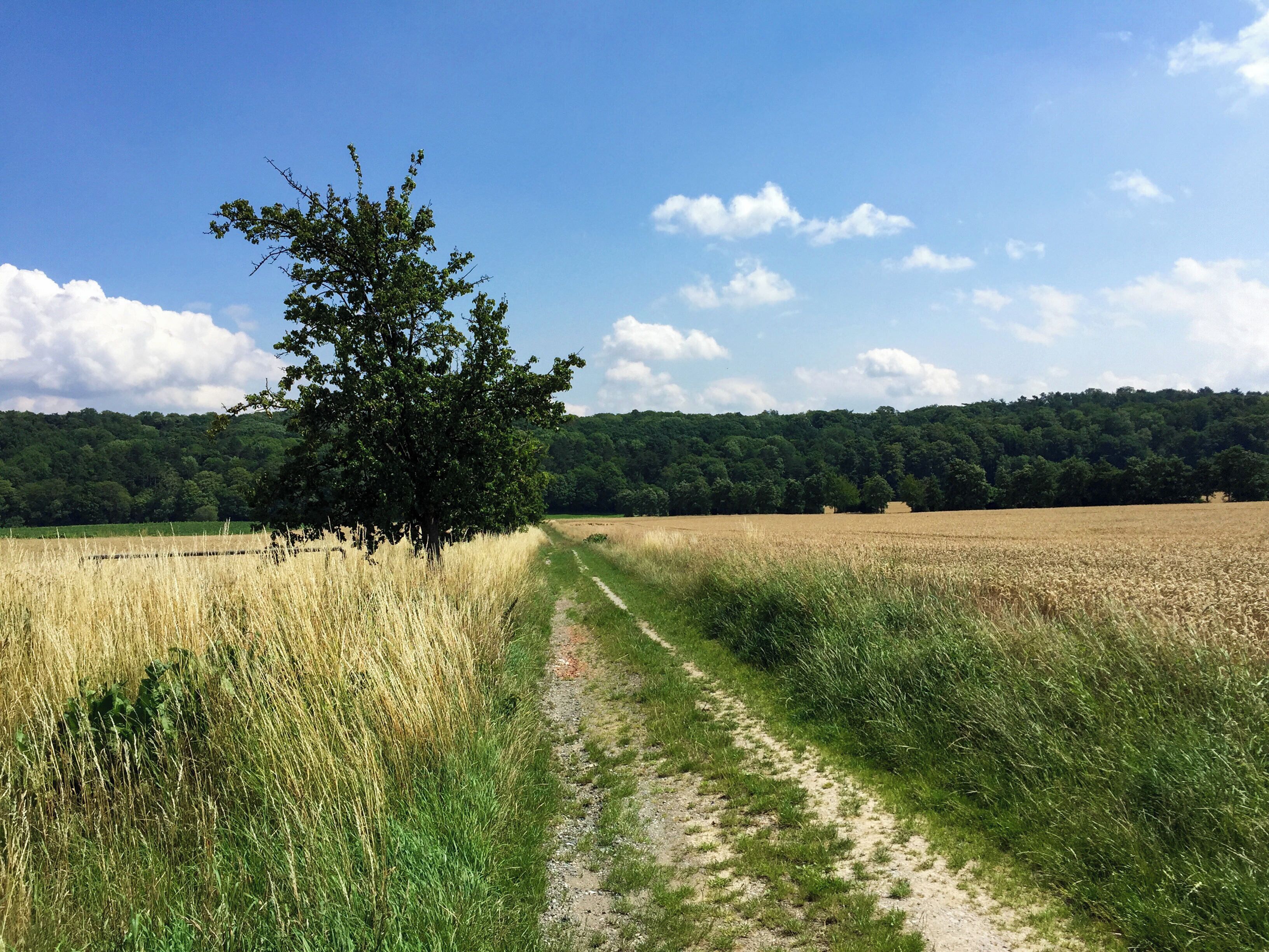 Blick auf den Steinberg