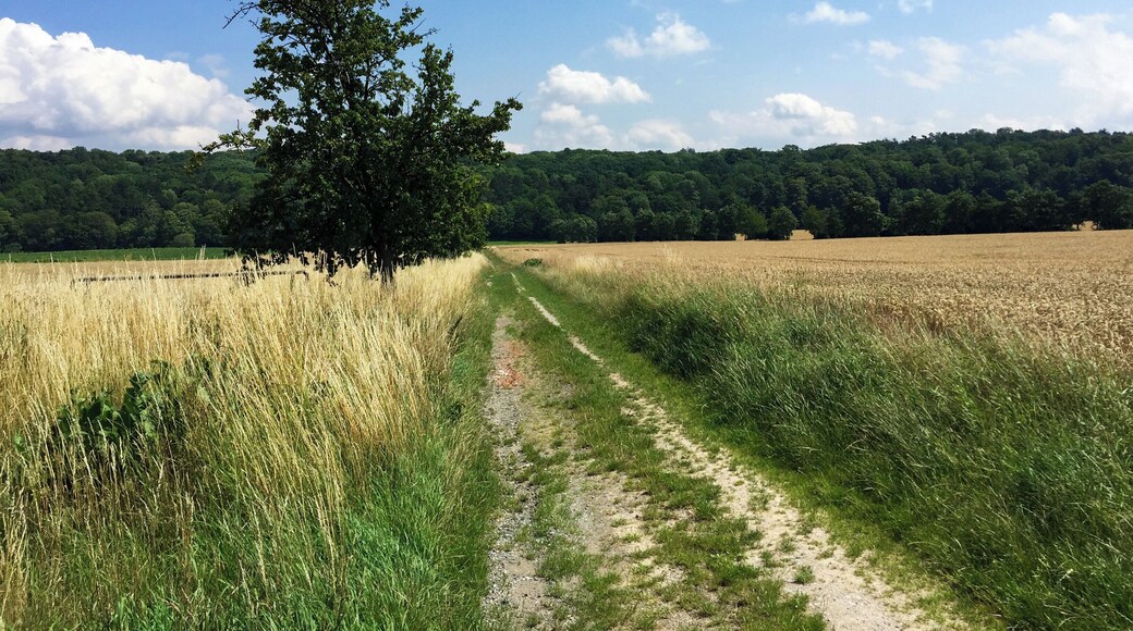 Blick auf den Steinberg