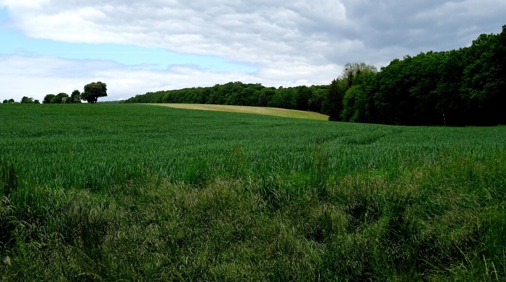 Protected landscape area Vorholzer Bergland LSG HI-S 00013, Lower Saxony